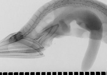 Media type: image;   Ichthyology 165900 Aspect: lateral,description